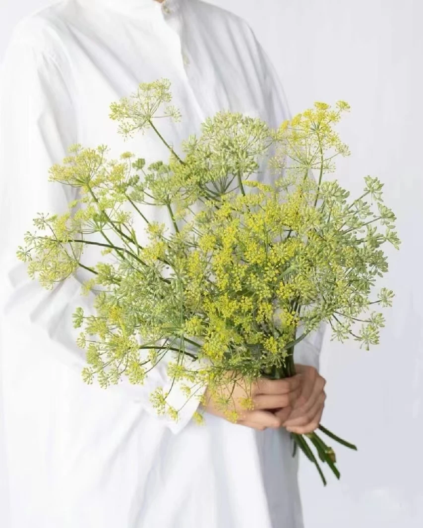 【源头一手价】茴香花一把    云南基地鲜花   家养    水养