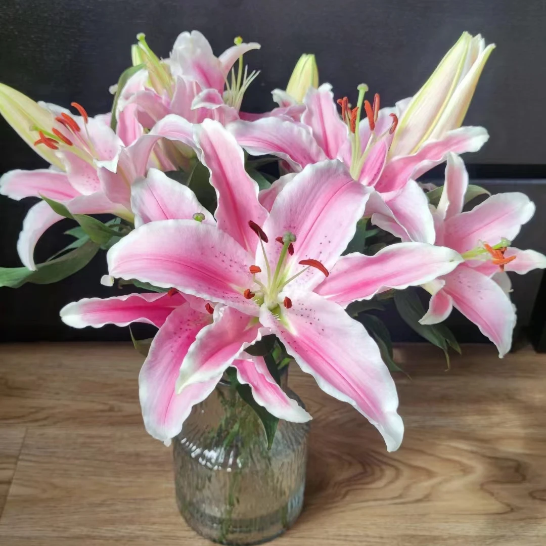 二头马龙百合5支（10朵）    云南基地鲜花  家养    水养