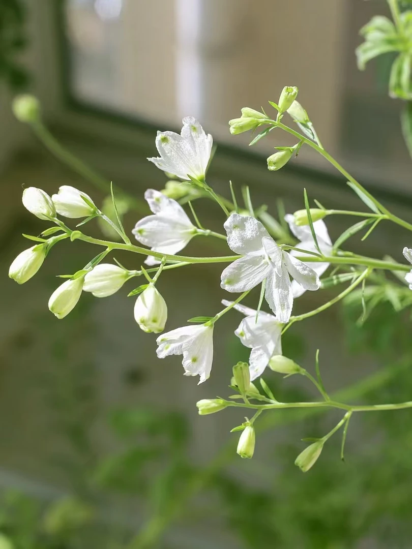 白色小飞燕一把   云南基地鲜花   基地直发