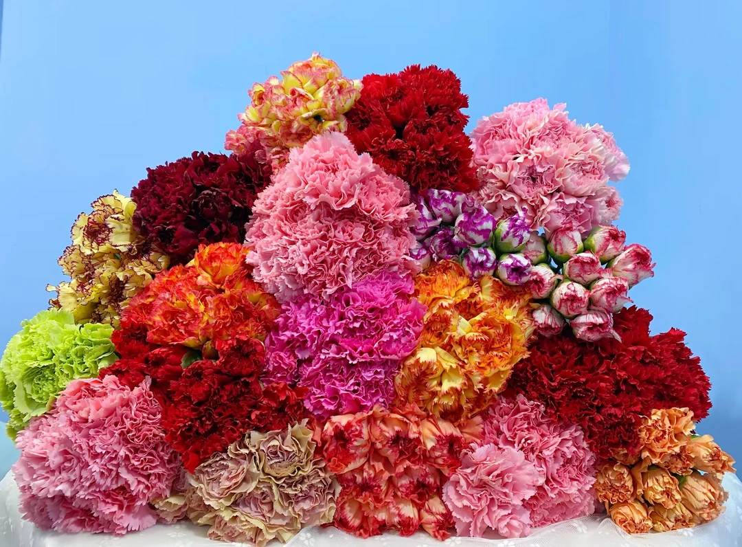 【 康乃馨 福利】单头康乃馨   云南基地鲜花 家养水养