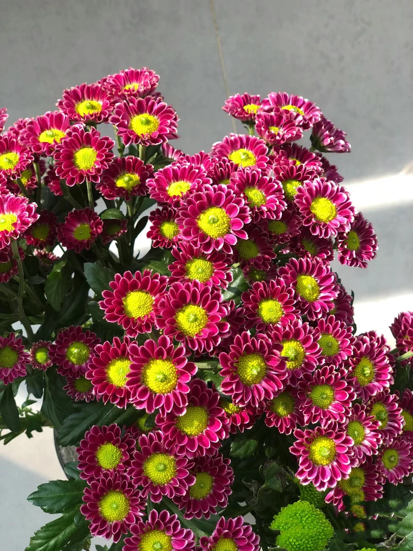 吉祥小雏菊一把     云南基地鲜花   家养    水养