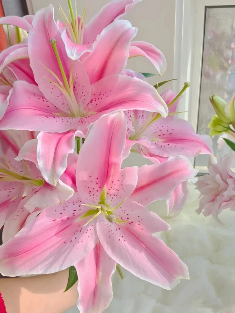 索尔邦粉百合二头5支（10朵） 批发花店摆地摊直发一手货源