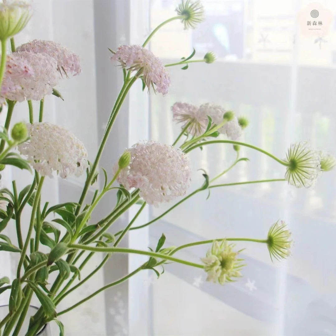 淡粉色翠珠一把  线条型花材 百搭配草云南基地鲜花   基地直发