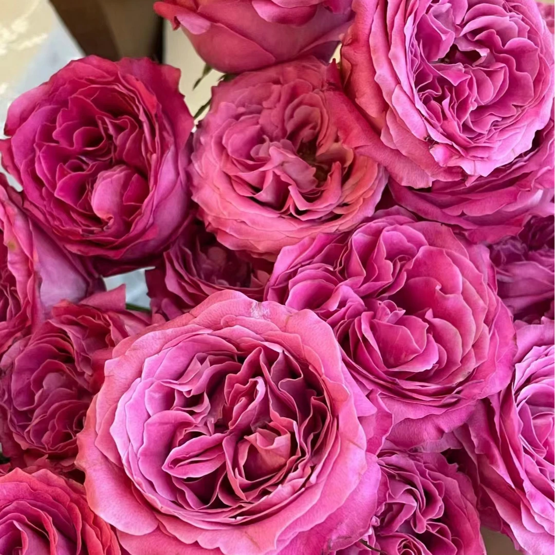 C级长相思玫瑰10支     云南基地鲜花直发   家养水养