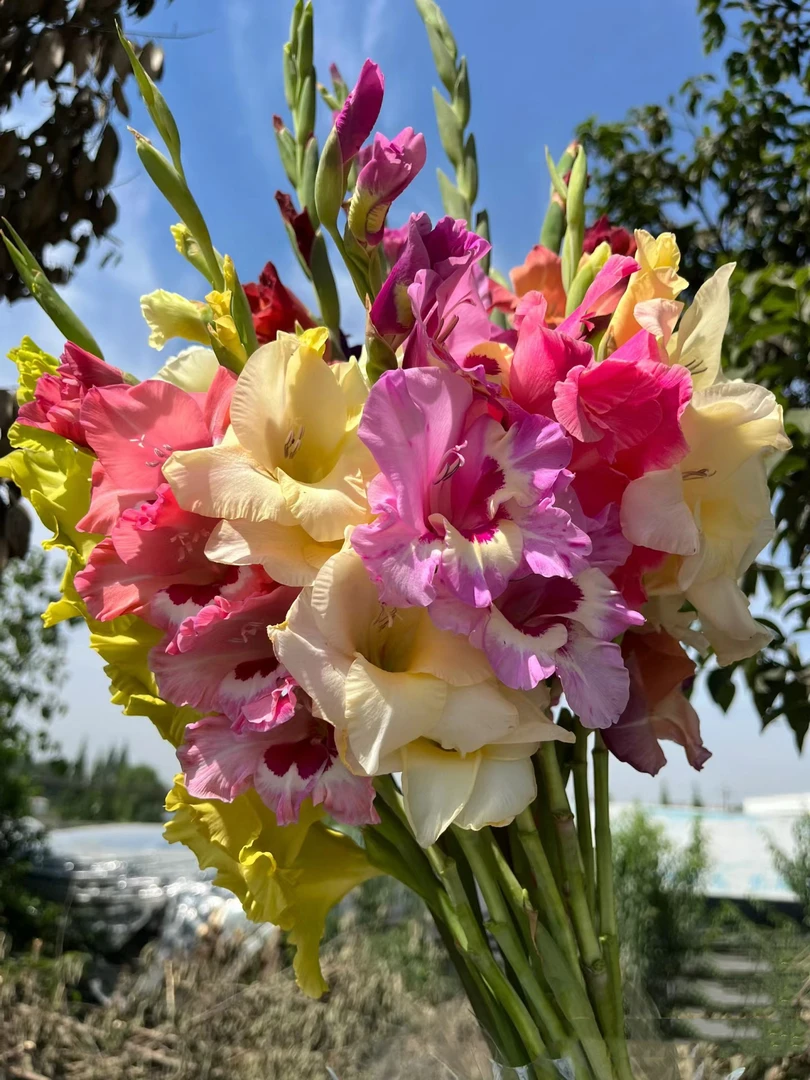 混色剑兰10支   云南基地鲜花   直发   家养水养