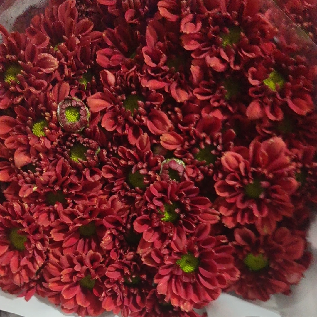 铁锈红小雏菊一把 （8到10支）云南基地鲜花   家养  水养