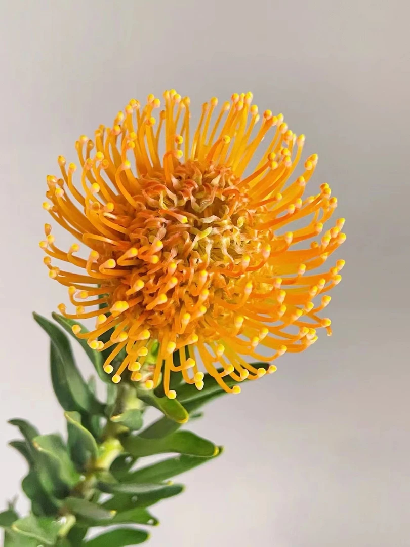 橙色针垫一支 南非花材云南本地种植 可以做干花花期特别长