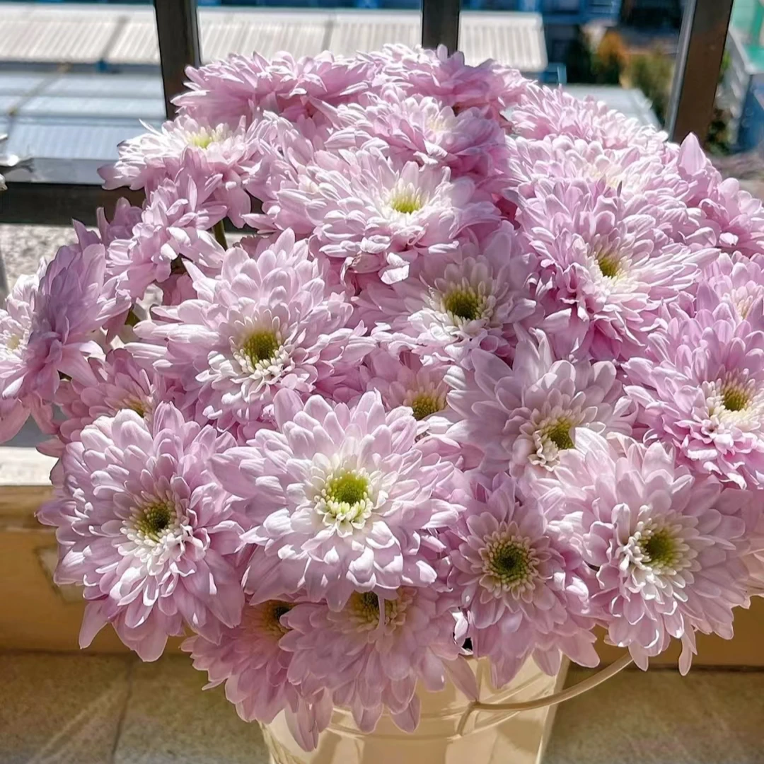 杜鹃粉小雏菊一把   云南基地鲜花   家养    水养