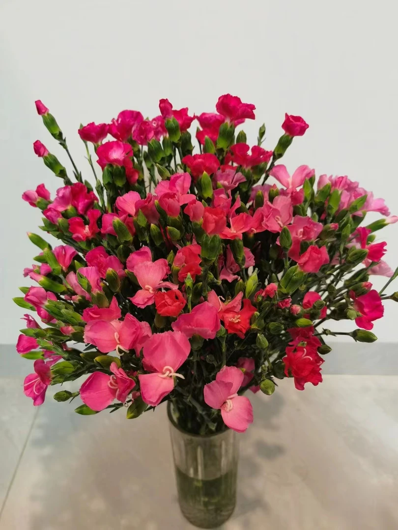 小头细杆舞动蝴蝶多头康乃馨20支   云南基地鲜花