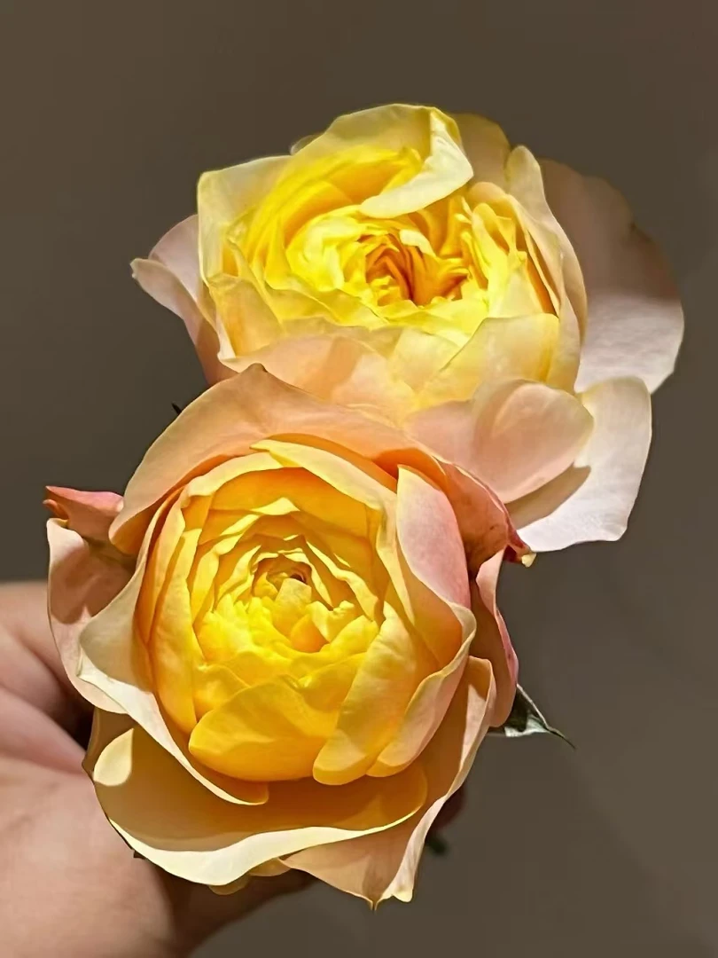 C级特蕾莎玫瑰15+5支补损   云南基地鲜花  直发  家养水养