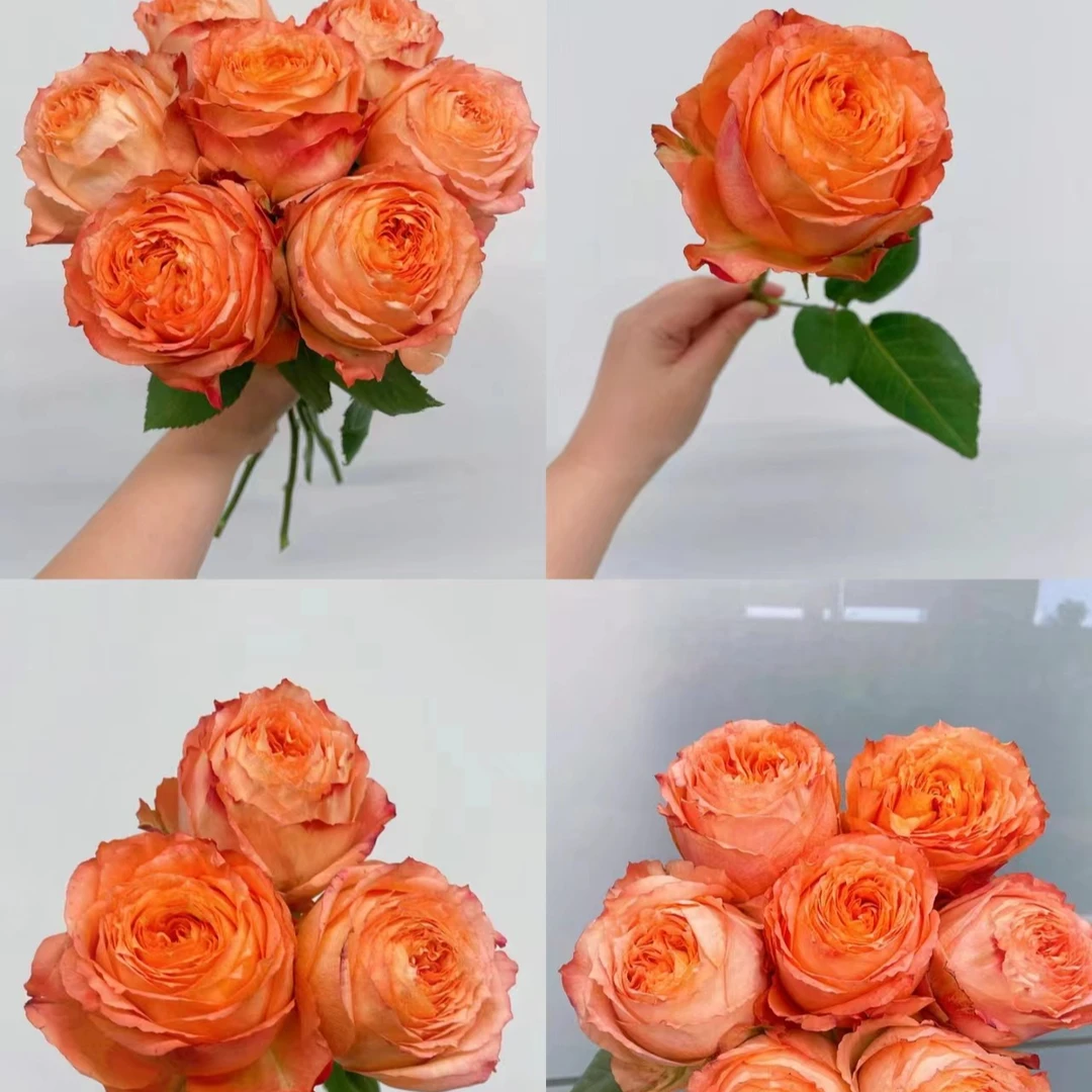 C级蛋挞玫瑰10支   云南基地鲜花   基地直发   家养水养