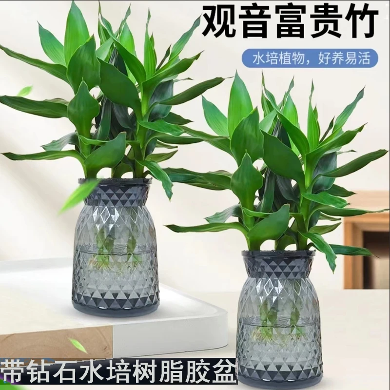 【拍1发2】观音竹富贵竹水培植物盆栽室内花卉绿植简单好养带树脂盆