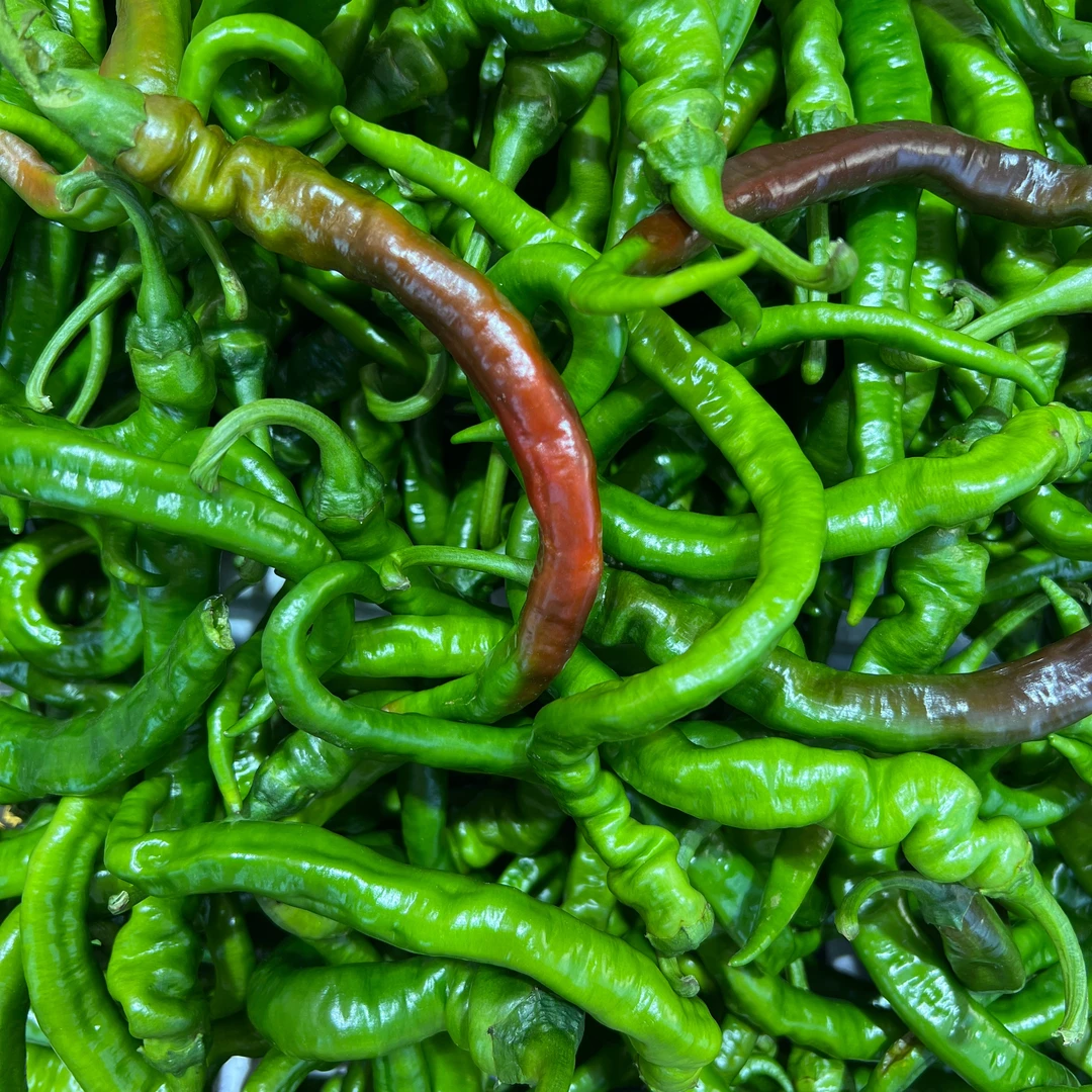 湖南邵阳高山种植薄皮软香辣青辣椒（辣椒炒肉必选）