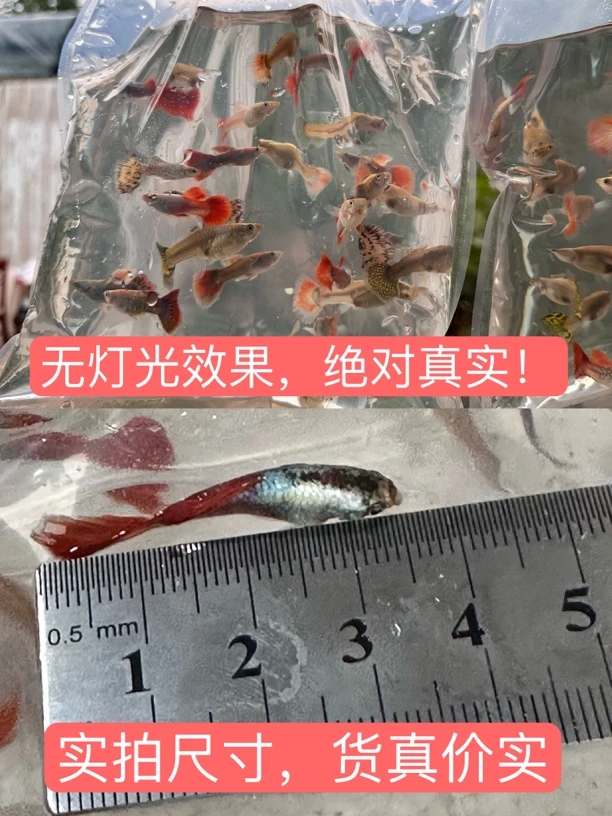 小型热带观赏鱼2-3厘米七彩蕾丝，红尾白金，黄老虎孔雀鱼活体发货
