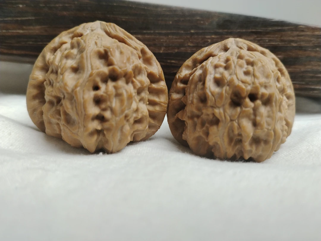 涞水县太行山白狮子文玩核桃