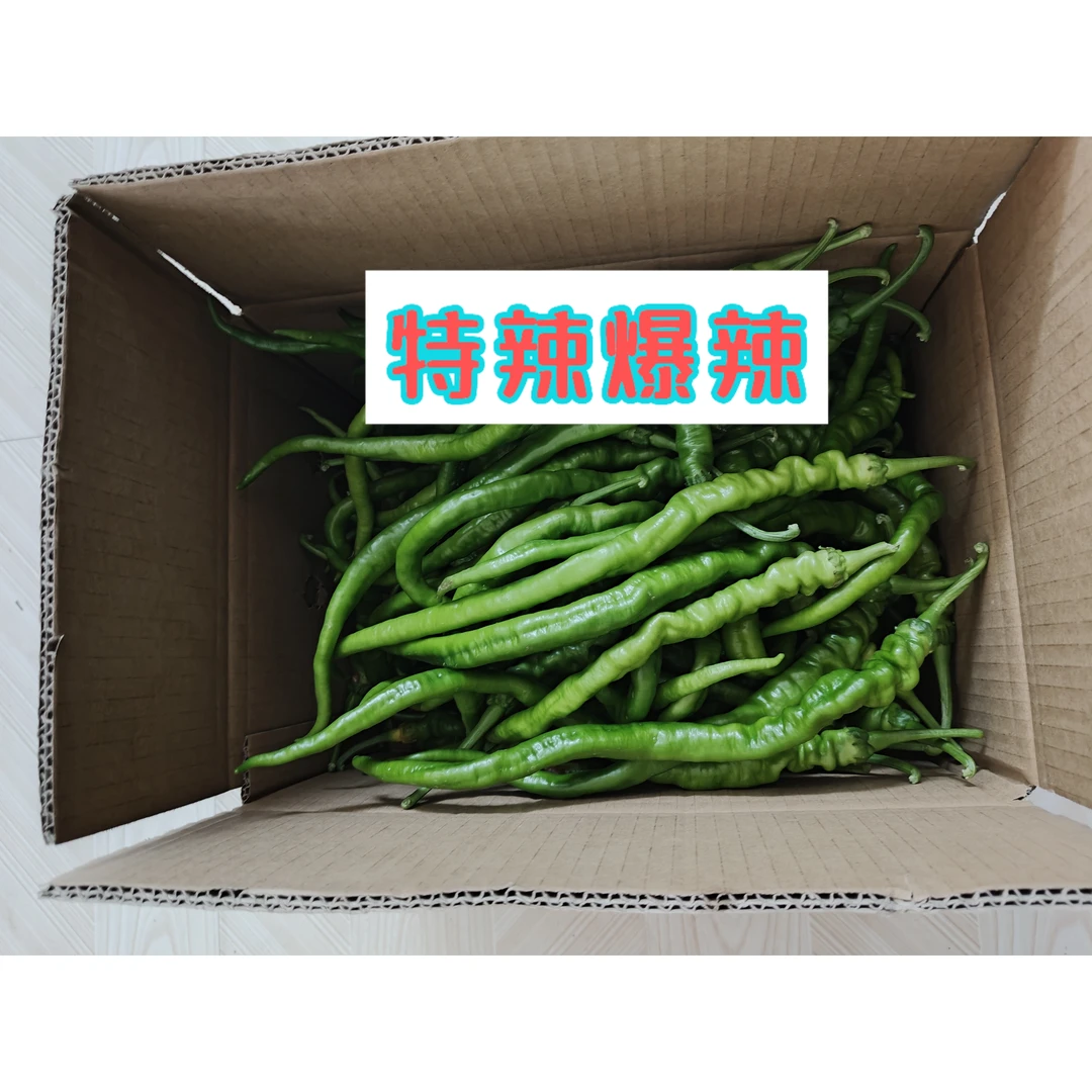 【特辣螺线】陕西螺线辣椒小螺丝椒线椒新鲜蔬菜产地批发特辣中辣