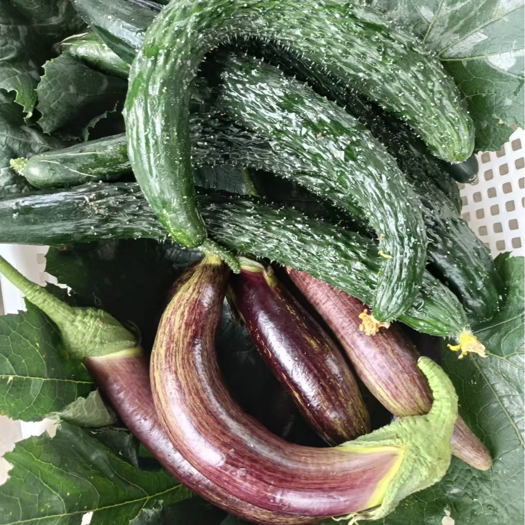 本土老品种中茄子+绿心弯黄瓜组合