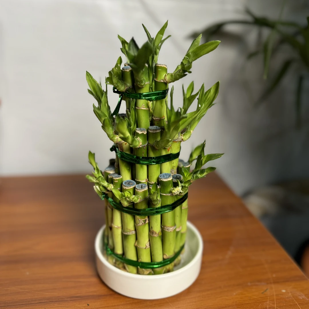 西藏包邮绿植富贵竹大三节节高