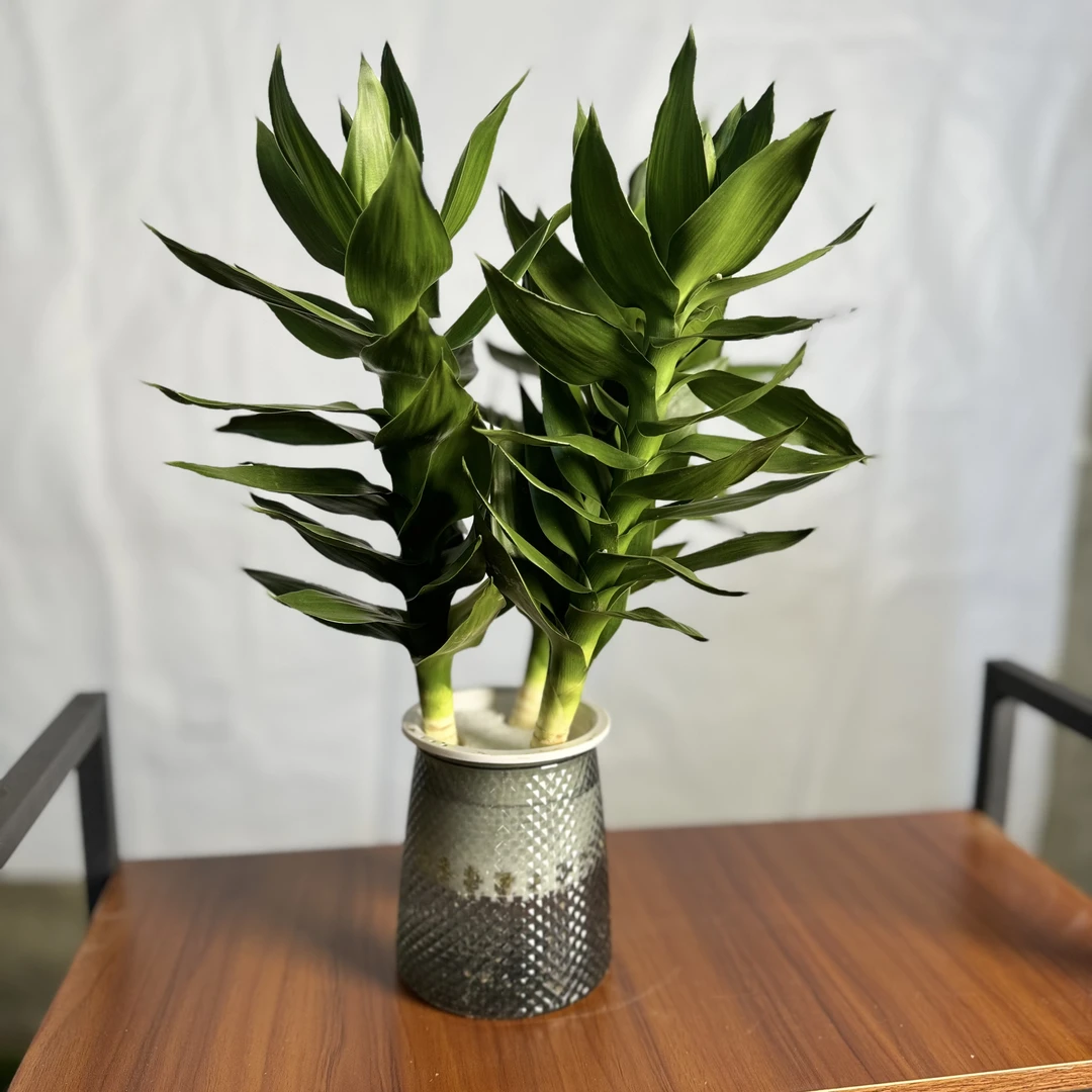 西藏包邮观音竹富贵竹水培植物带根花卉绿植绿萝室内盆栽转运好养