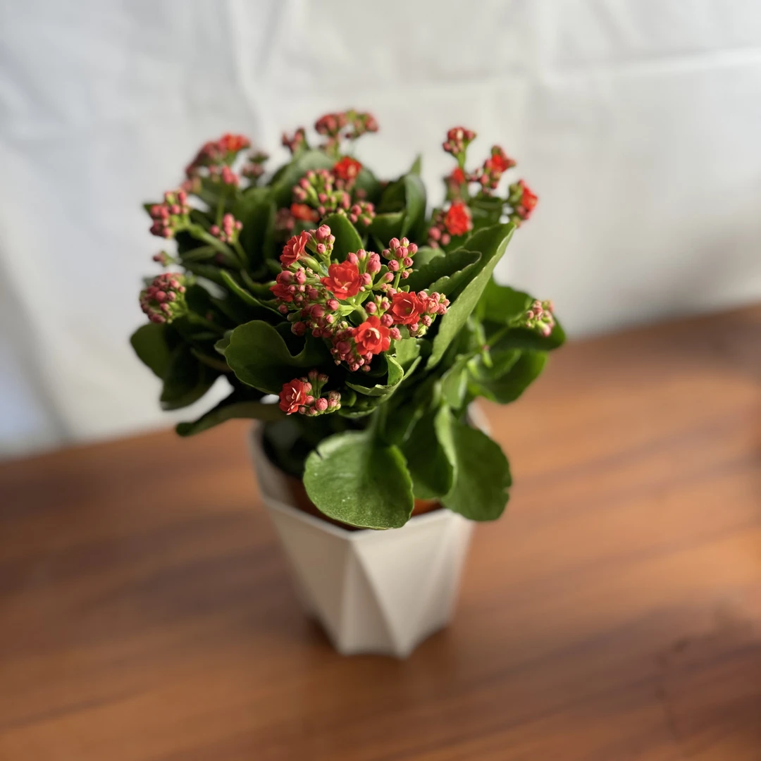 西藏包邮四季开花长寿花盆栽花卉重瓣大花植物室内绿植带花苞发货