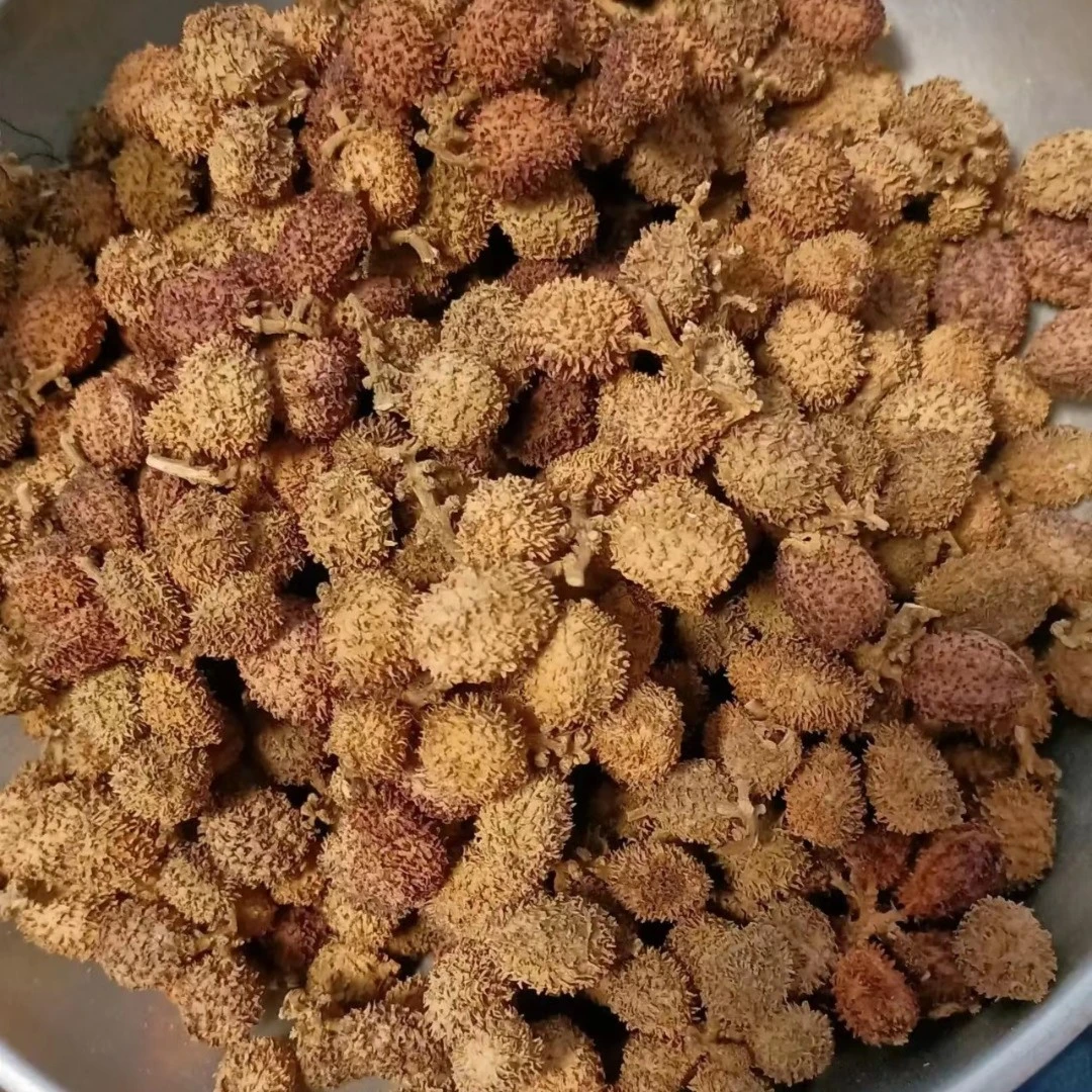 广东春沙仁150g250g500g