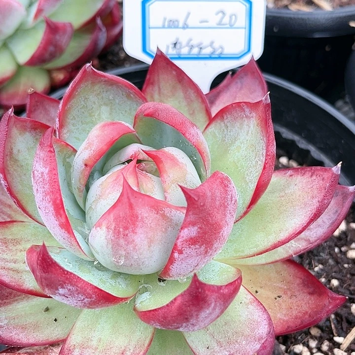 肉多多，中号180盆惊鸿仙子福利款