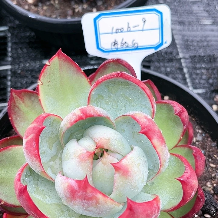肉多多，中号福利180盆，惊鸿仙子