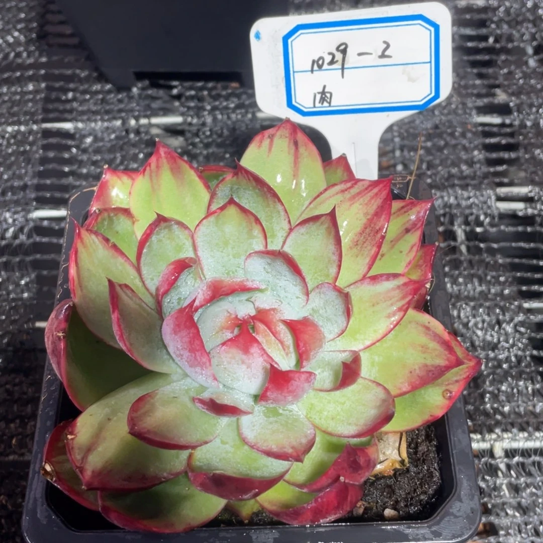 肉多多惊鸿仙子1029-2