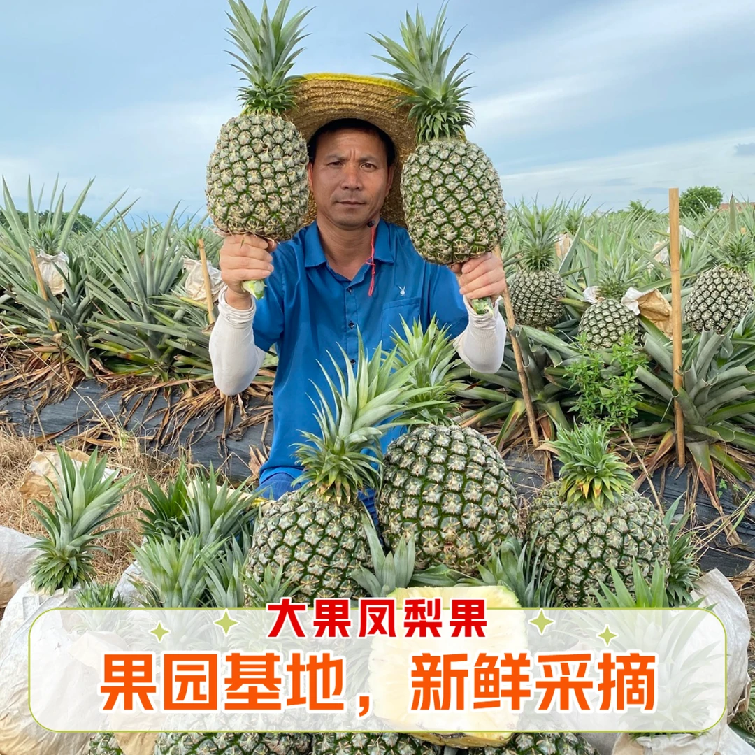 新鲜采摘 大果凤梨果  顺丰包邮 果大脆甜 果园基地直发 大凤梨果