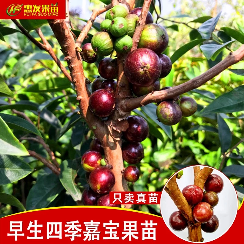 早生四季红妃嘉宝果树苗 Y 早生品种嘉宝果树葡萄苗