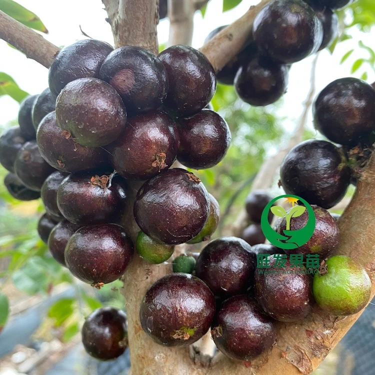 早生四季嘉宝果树苗 红妃嘉宝果树葡萄苗