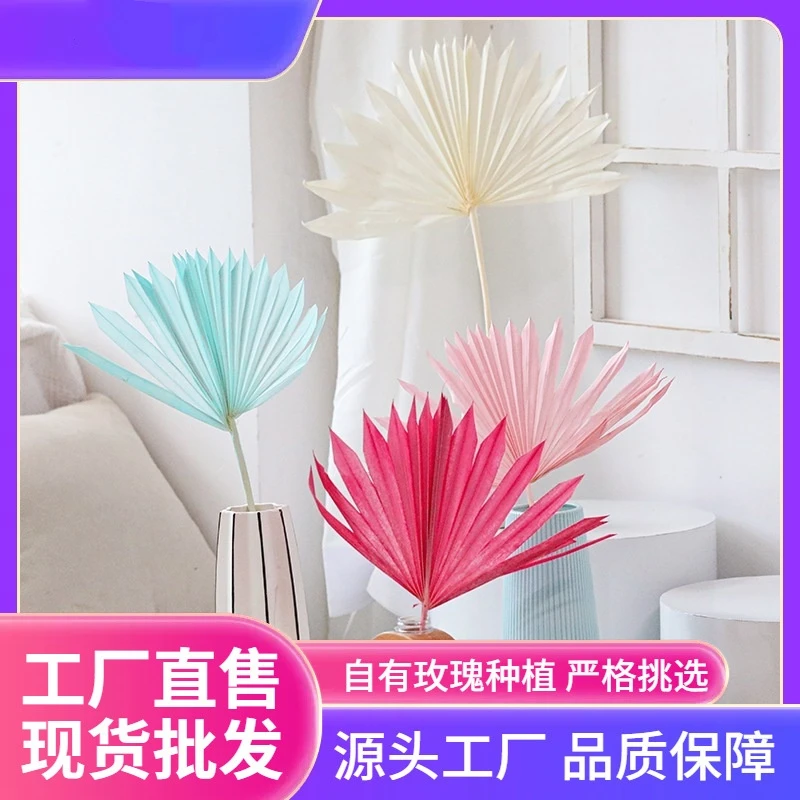【花落谁家】工厂批发天然蒲扇干花家居装饰葵叶棕榈叶干花diy花材