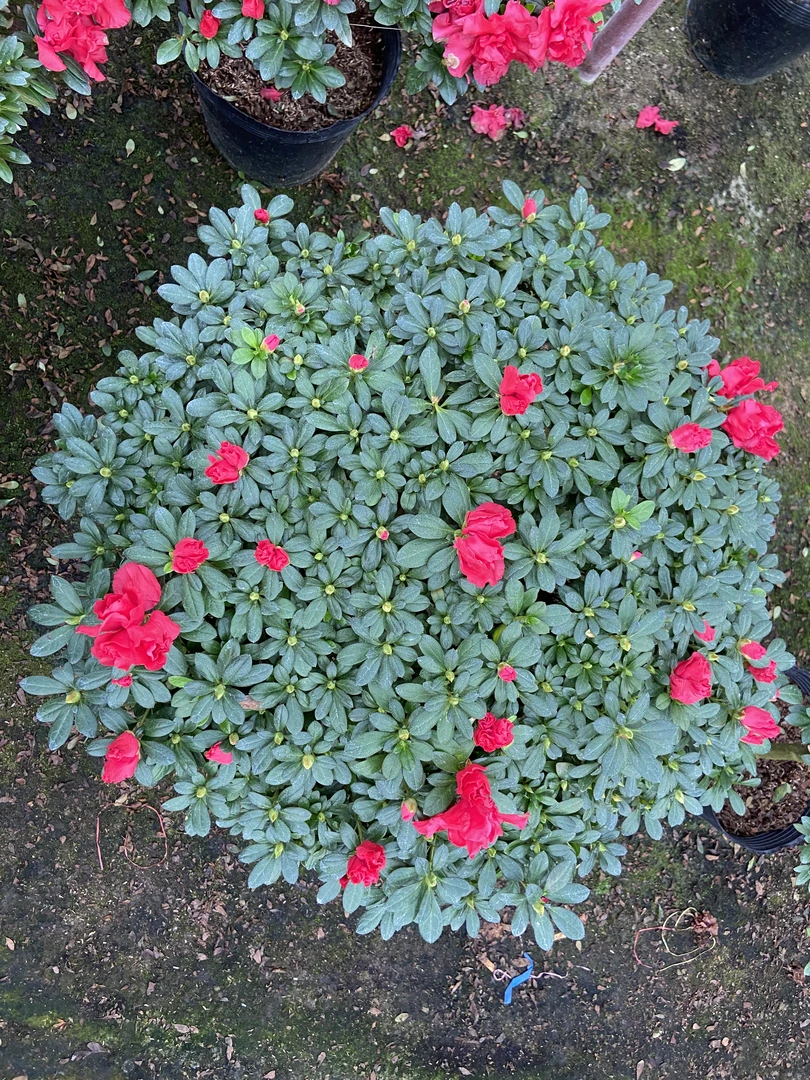 特大杜鹃花盆栽老桩树苗带花苞四季开花超长花期阳台室外耐寒庭院