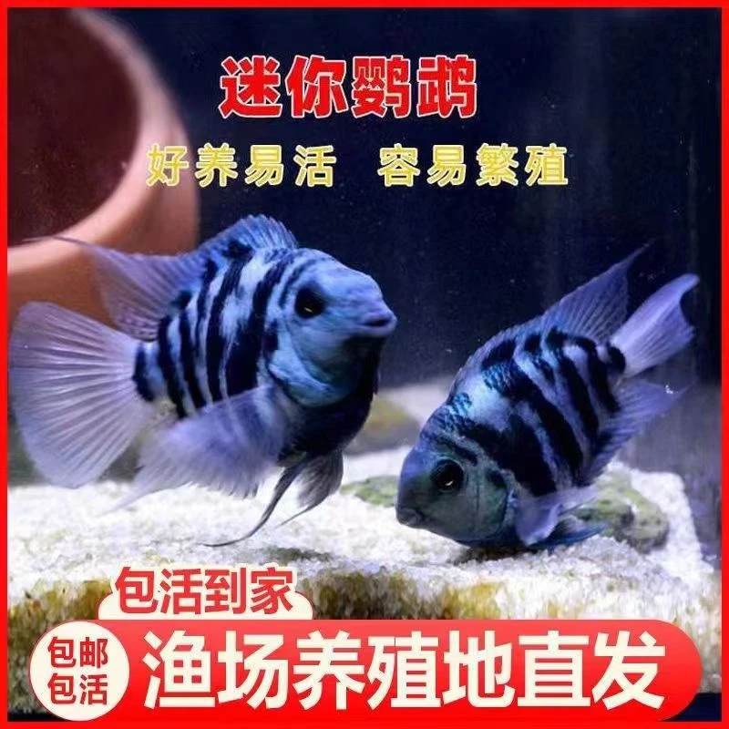 自然配对迷你鹦鹉鱼3-5公分无开箱视频不包损.无售后