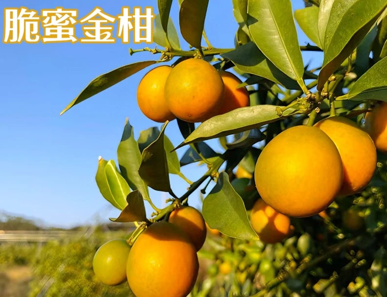 脆蜜金柑树苗 盆栽地栽庭院阳台种植养植