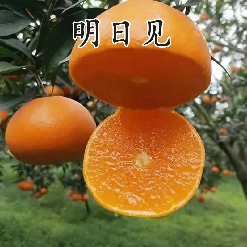 【明日见】柑橘苗.