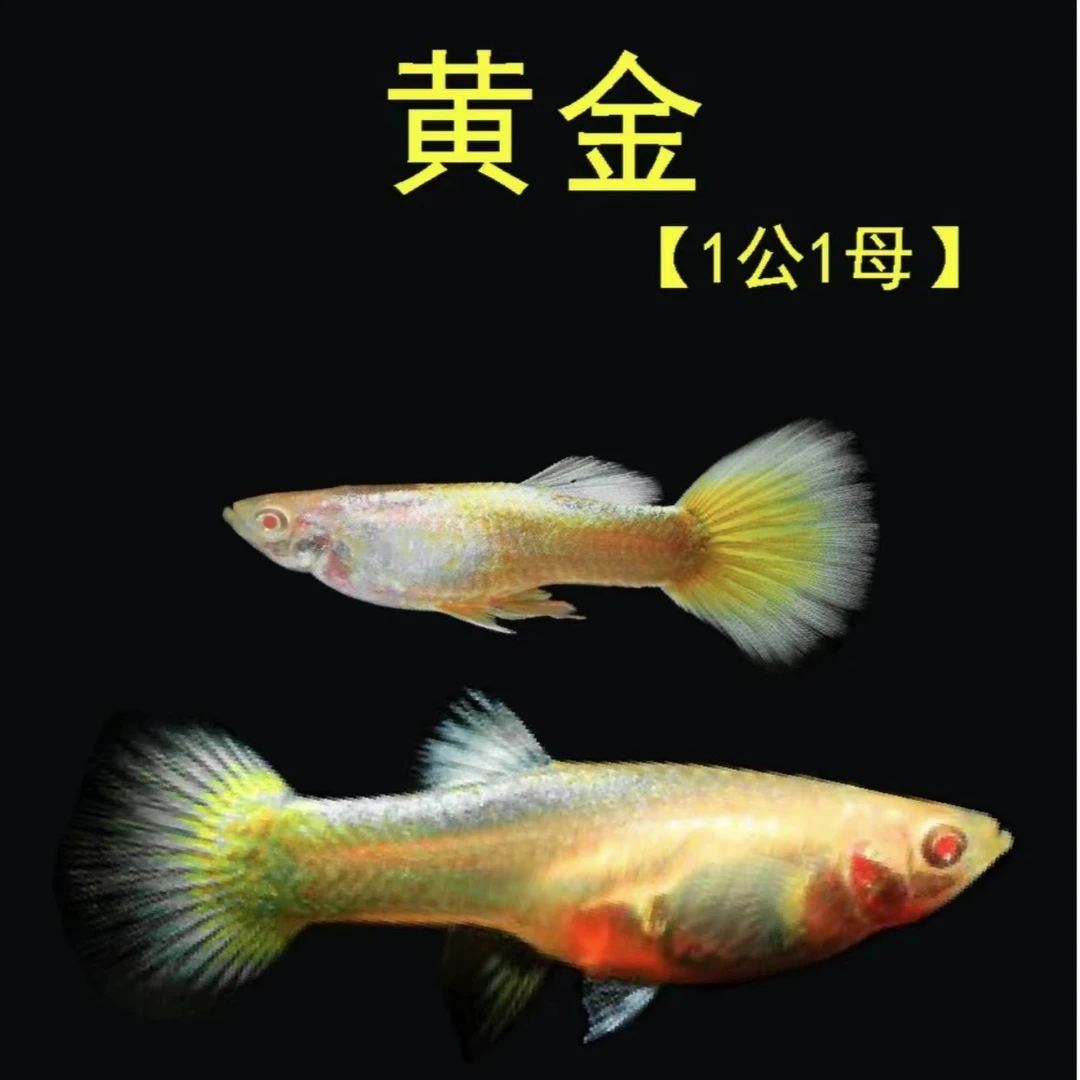 【精品】孔雀鱼黄金种鱼2-3厘米（入缸后不包损）