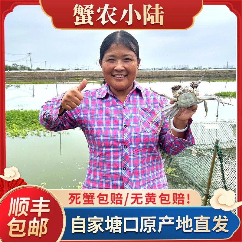 (活蟹现发)6只装-10只装全母蟹3.4-3.6两 顺丰高档礼盒装