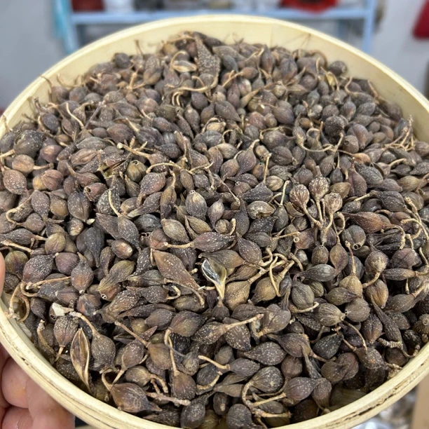 【连翘 】秦岭大山里连翘 青翘 非种植的 晒干的100g包邮 另售当归