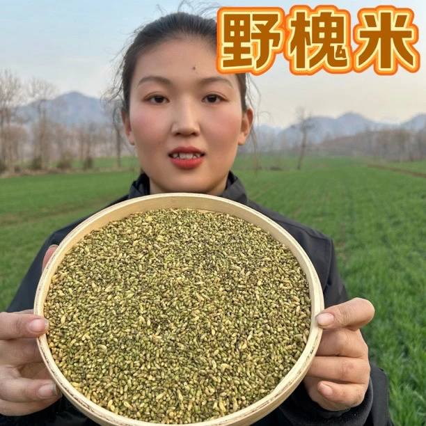 【槐米】非种植大山里采的槐米  都是花蕾好货100g包邮另售茯苓