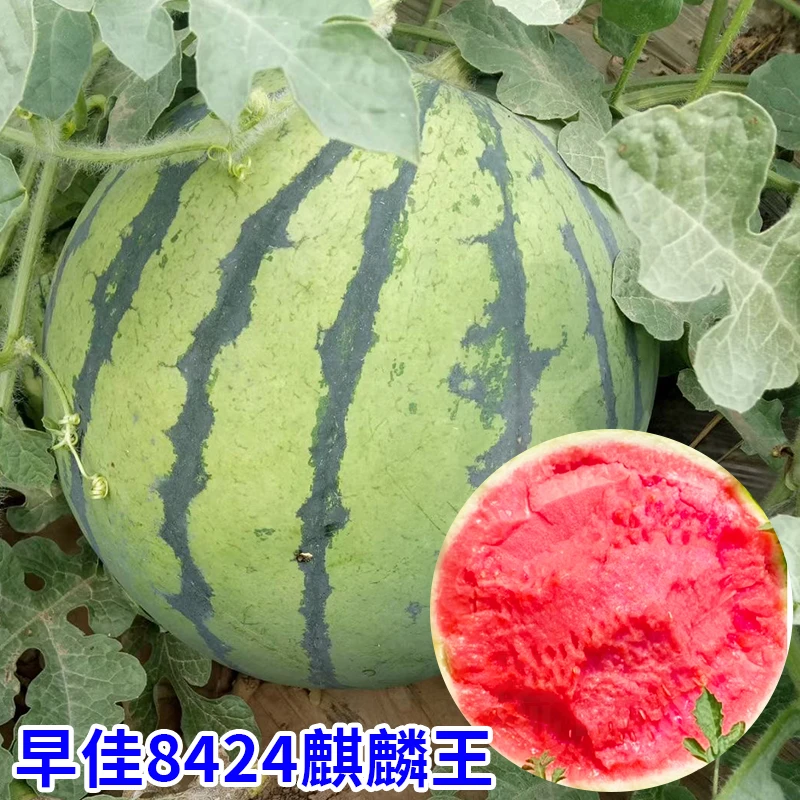 早佳8424麒麟王西瓜种子大全超甜懒汉西爪种孑水果红黄心西瓜种籽