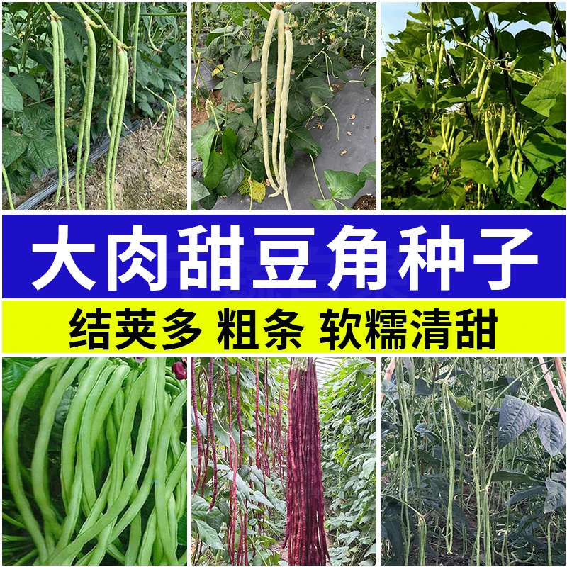 大肉甜豆角种子大全高产四季豆种豇豆种籽八月豆角种春秋蔬菜种孑
