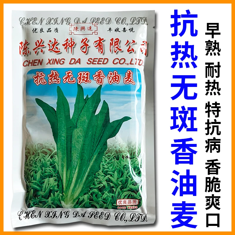 广西陈兴达抗热无斑香油麦种子四季油麦菜籽种青菜种籽蔬菜种孑