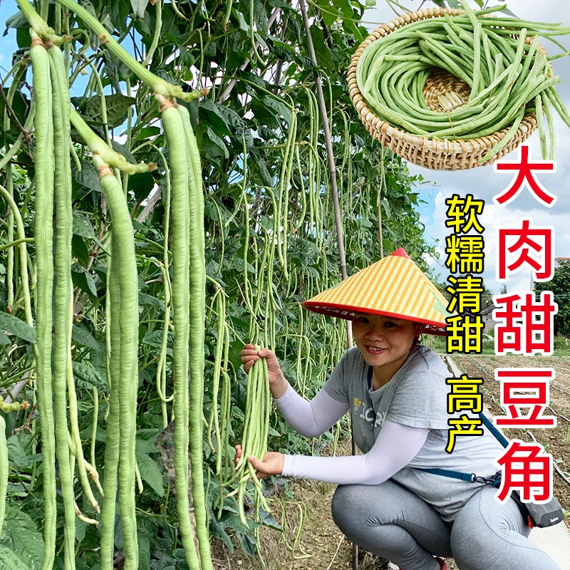 豆角种孑猪仔豆农家八月豆种籽大肉珠仔豆种豇豆种子大全蔬菜籽种