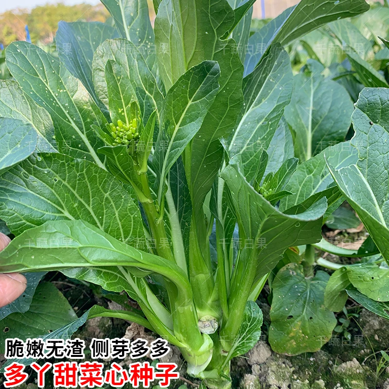 甜菜心菜种籽多芽广东菜心种子阳台盆栽青菜籽种秋冬季蔬菜种孑