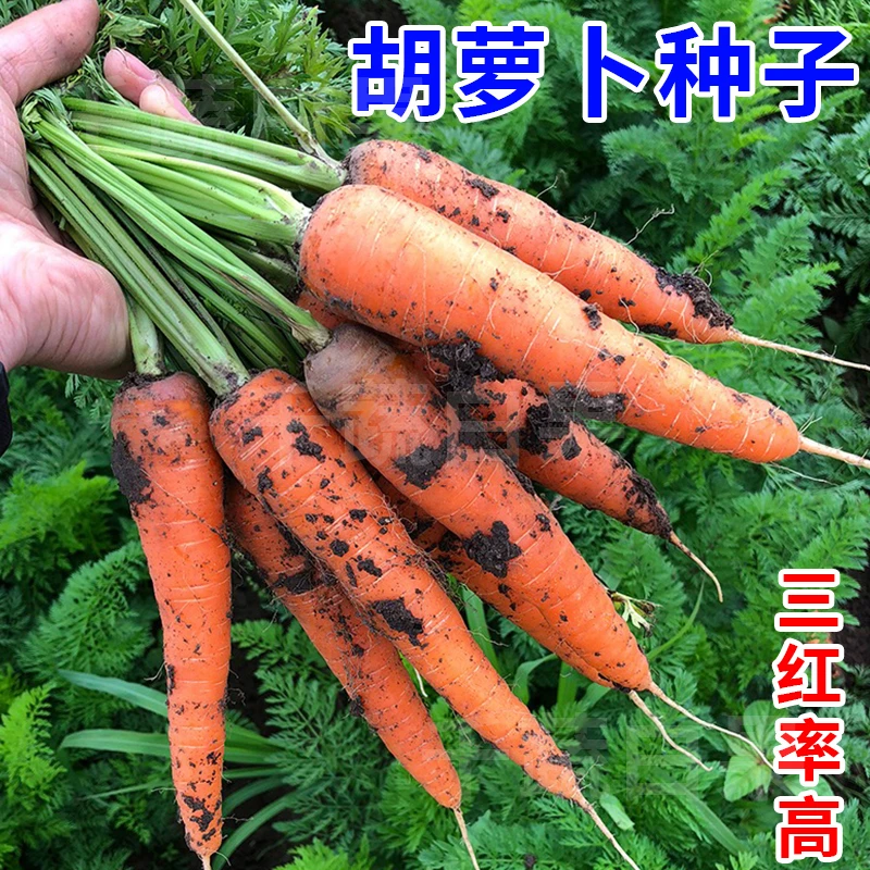 胡萝卜种籽水果萝卜种子四季高产三红七寸胡萝卜籽种农家蔬菜种孑
