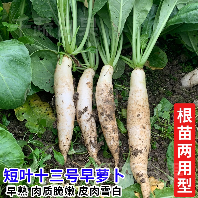 短叶13早萝卜种籽根苗两用白罗卜籽四季阳台盆栽青菜种子蔬菜种孑