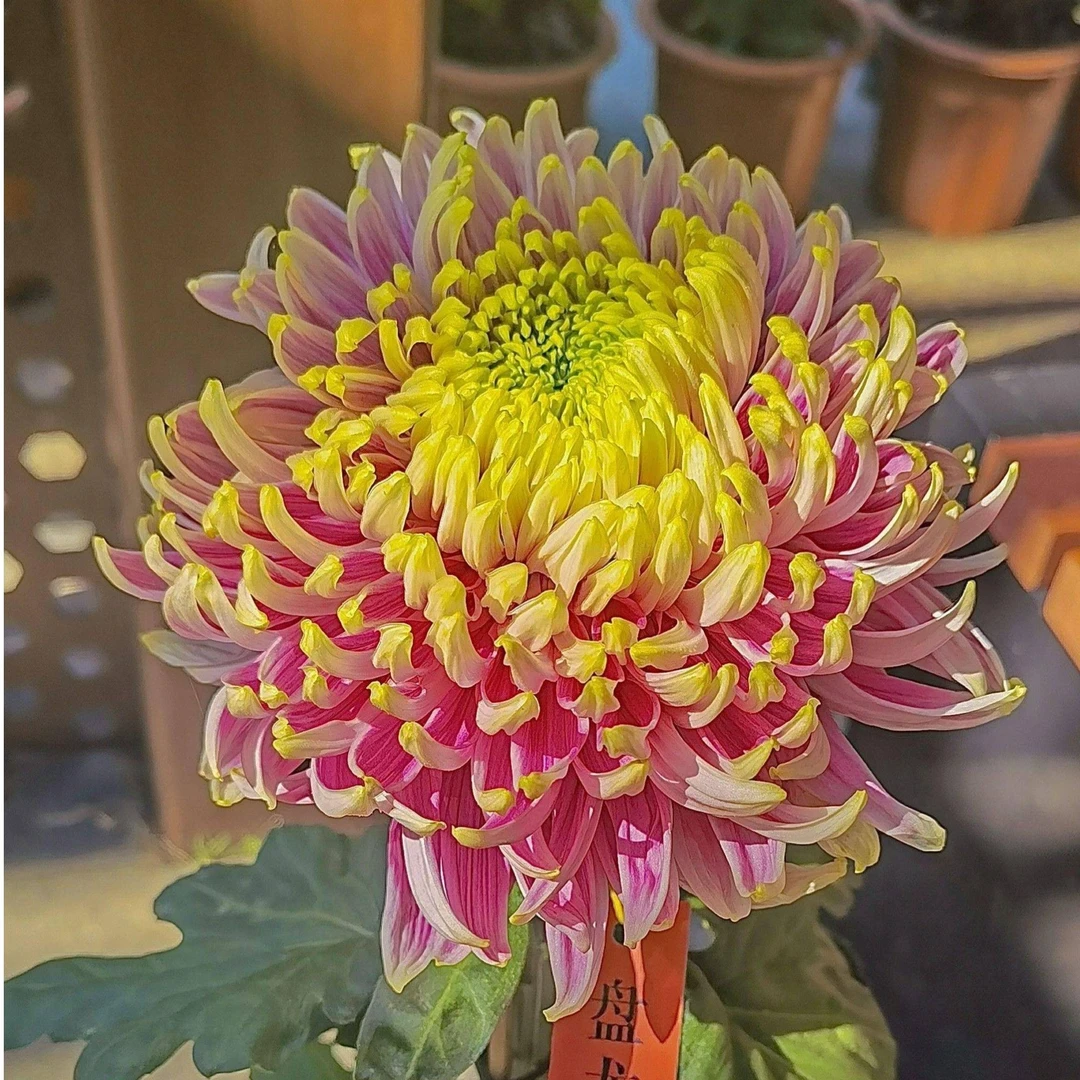 中苗【盘龙木兰】九月菊花中苗，花大色艳土球发货