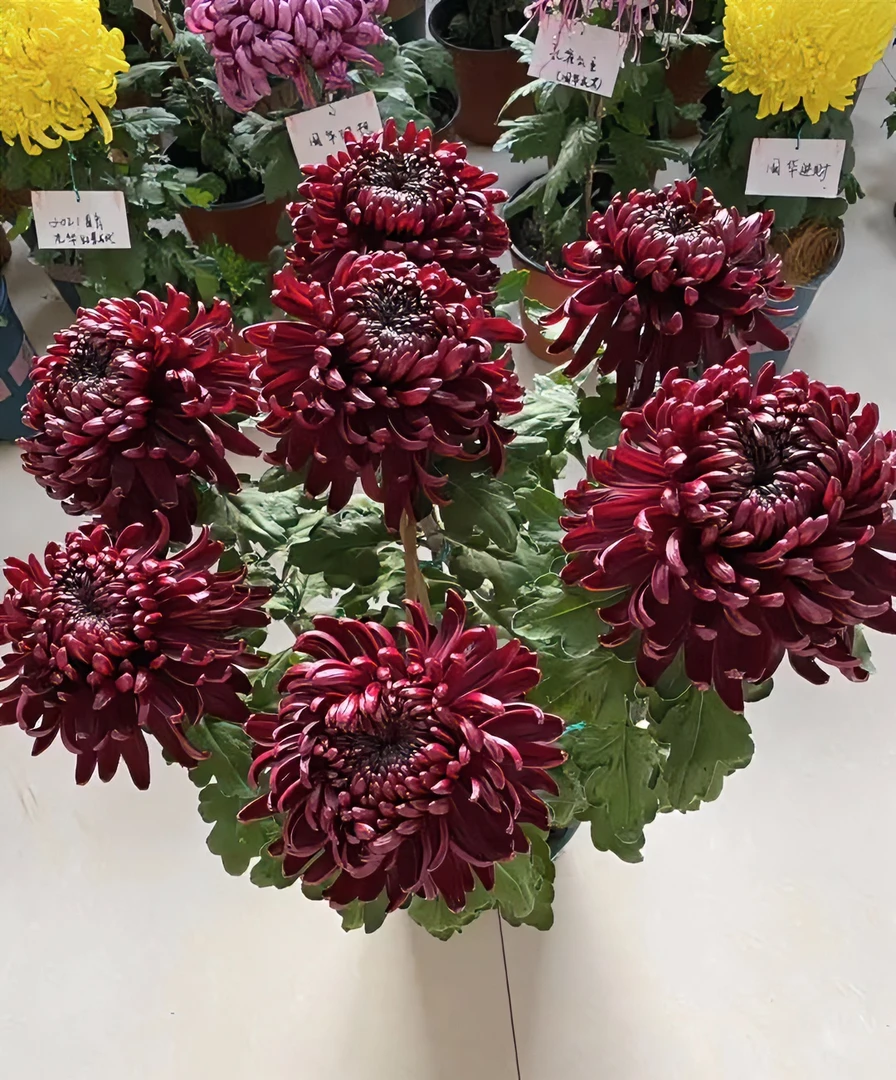 【墨菊大苗】九月菊花苗土球发货（不含盆）