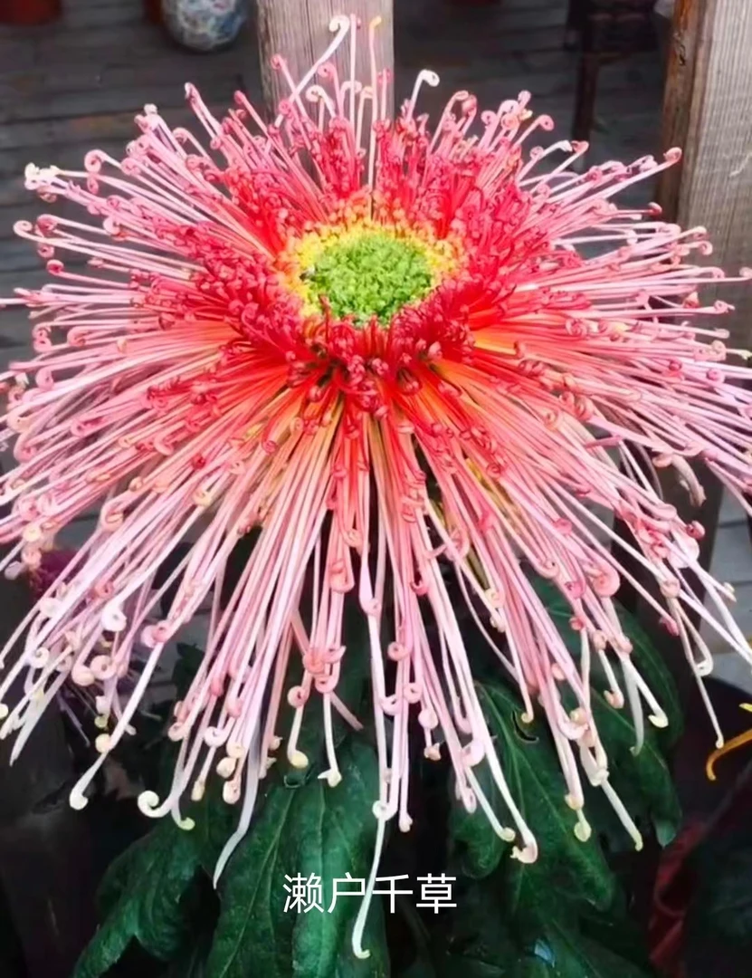 【濑户千草大苗】九月菊花苗土球发货（不含盆）